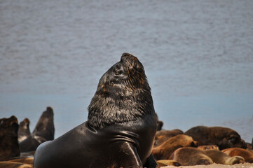 Sea lions resting at Necochea Beach in Buenos Aires, Argentina