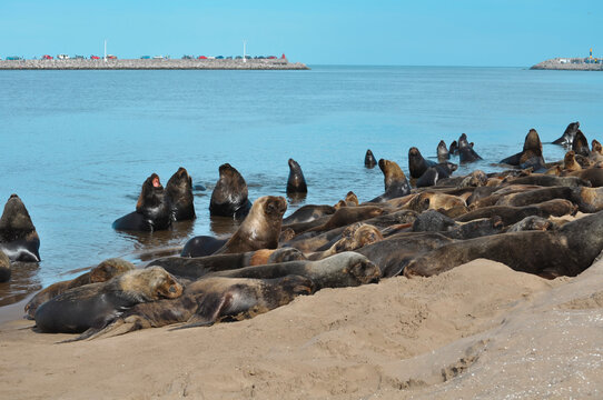 Sea lions resting at Necochea Beach in Buenos Aires, Argentina