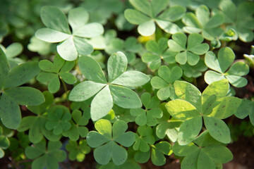 Fototapeta na wymiar Irish lucky clover in efflorescences in the domestic garden