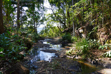 Fototapeta na wymiar Stream in the forest. Tamborine Mountain, Scenic Rim, Queensland, Australia.