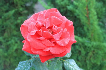 red rose in the garden