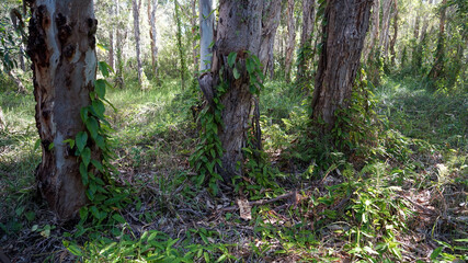 Naklejka premium Australian Melaleuca wetland forest: looking past eucalyptus tree trunks with vines growing on them, to light coming through Melaleuca trees in the background.