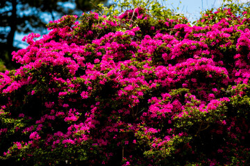 万年山のミヤマキリシマ