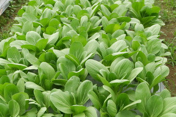 Brassica rapa, pakcoy or bok choy plant grows in the garden