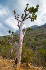 It's Nature of Socotra Island, Yemen. UNESCO World Natural Heritage
