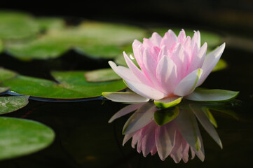 A Pink Water Lily with a Reflection