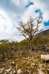 It's Nature of Socotra Island, Yemen. UNESCO World Natural Heritage