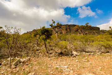 It's Nature of Socotra Island, Yemen. UNESCO World Natural Heritage