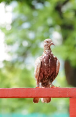 pigeon on a fence