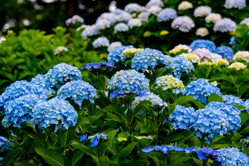 響山のアジサイ