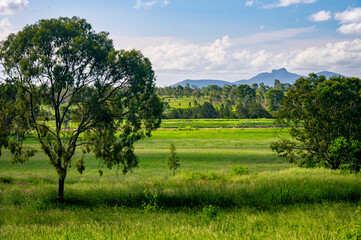 Fototapeta na wymiar beautiful view of queensland countryside with vibrant green grass and trees. In Calliope, with Mount Larcom in the background.