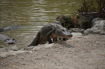 Alligator sunbathing in the sand