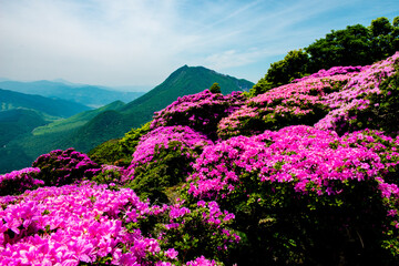 鶴見岳のミヤマキリシマ