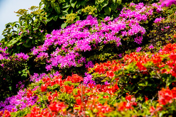 鶴見岳のミヤマキリシマ