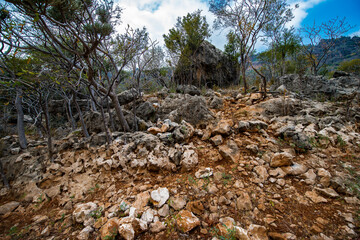 It's Nature of Socotra Island, Yemen. UNESCO World Natural Heritage. Small archipelago of four islands in the Indian Ocean