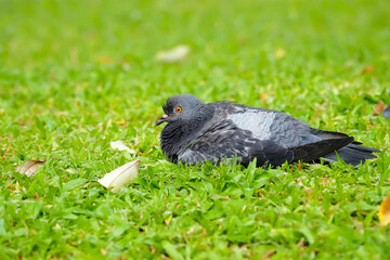 pigeon on grass