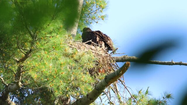 Bald Eaglet Preening 1