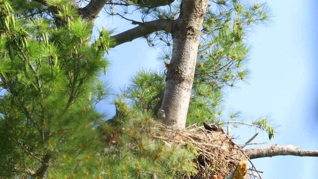 Bald Eaglets Stretch Wings