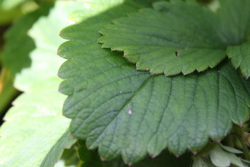 pine berry leaf