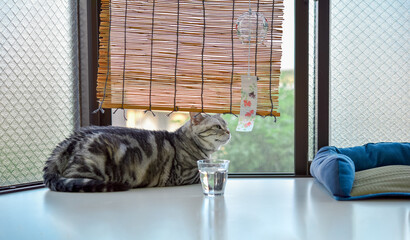 夏の出窓でくつろぐ猫