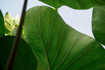 Giant Taro plant leaf or Elephant Ear, Close-up of leaf veins,