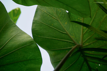 Giant Taro plant leaf also known as:Alocasia machrorhiza,Dieffenbachia (Dumb Cane), Elephant Ear,