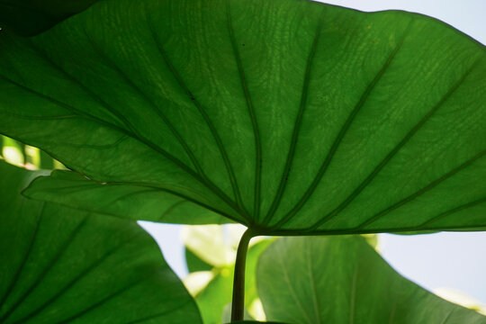 Close-up of leaf veins, giant elephant ear or green taro