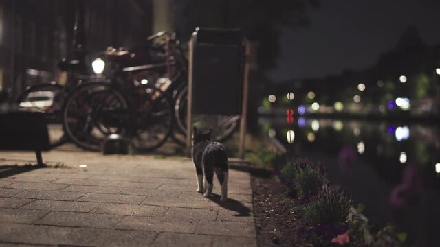 A cat walking on the Amsterdam streets in the night passing bikes