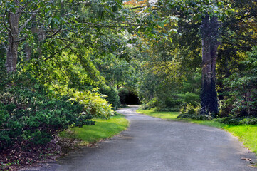 Someplace to hide in  the forest