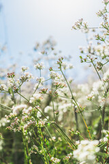 White flowers in spring