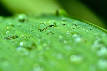 Small drops of water on a green leaf of grass after rain. Close-up. Macro. Free space for text.