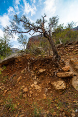 It's Nature of the Socotra Island, Yemen