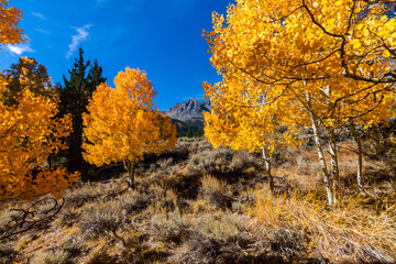 Carson Peak Above Golden Aspen Trees, June Lake, California, USA