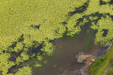 Water bird near a large area of vibrant free water lillies leaves, Curtis Island, Queesnalnd