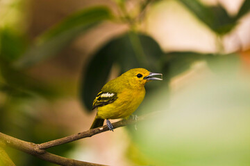 Common Iora