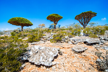 Fototapeta na wymiar It's Dragon tree on the Socotra Island, Yemen