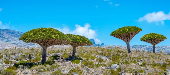 Foto op Plexiglas It's Beautiful nature of the Socotra Island, Yemen © Anton Ivanov Photo