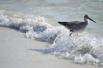 Sandpiper in Surf