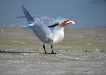 Tern on beach