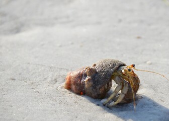 crab on the beach