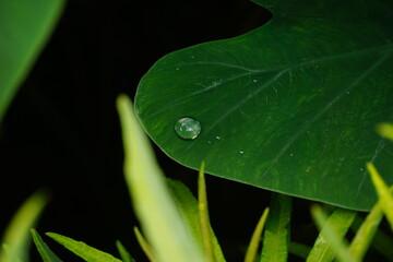 Close-Up Of Raindrops On taro Leaf. water drop on taro leaf