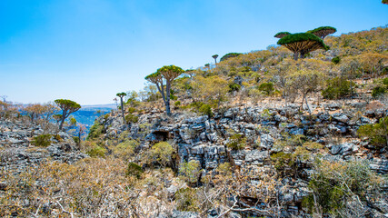 It's Nature of the Socotra Archipelago, Yemen