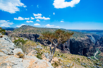 It's Nature of the Socotra Archipelago, Yemen