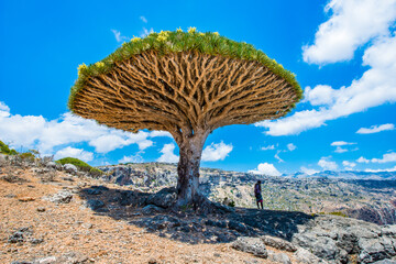 Fototapeta na wymiar It's Dragon tree on the Socotra Island, Yemen