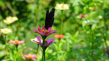 Fototapeta premium Beautiful butterfly in a flowery garden