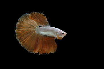 White and Yellow tail betta fish, orange tail Isolated on a black background.