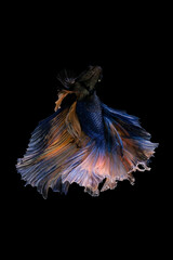 Blue and Yellow betta fish,Siamese fighting fish,siamese fighting fish betta splendens (Halfmoon betta,Betta splendens Pla-kad ( biting fish) isolated on black background