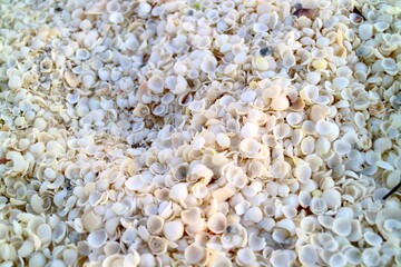 Shell Beach in Francois Peron National Park in WA Australia
