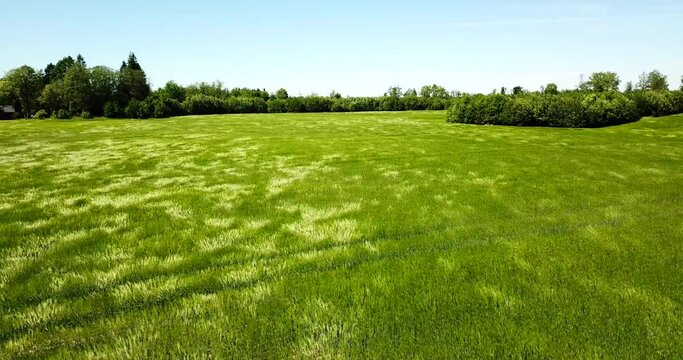 Green rye field in the wind like waves pull back reveal drone sky and forest background