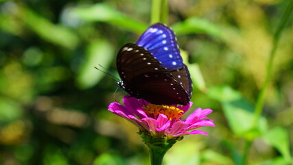 Beautiful butterfly in a flowery garden